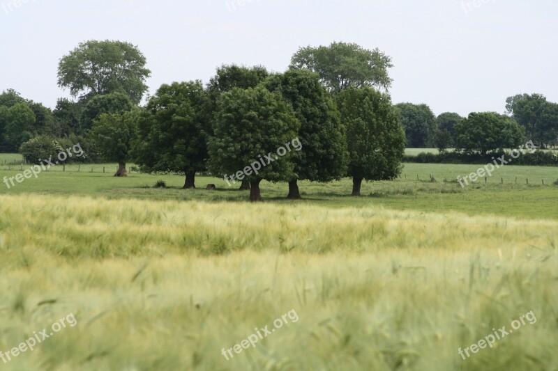 Field Tree Landscape Nature Arable