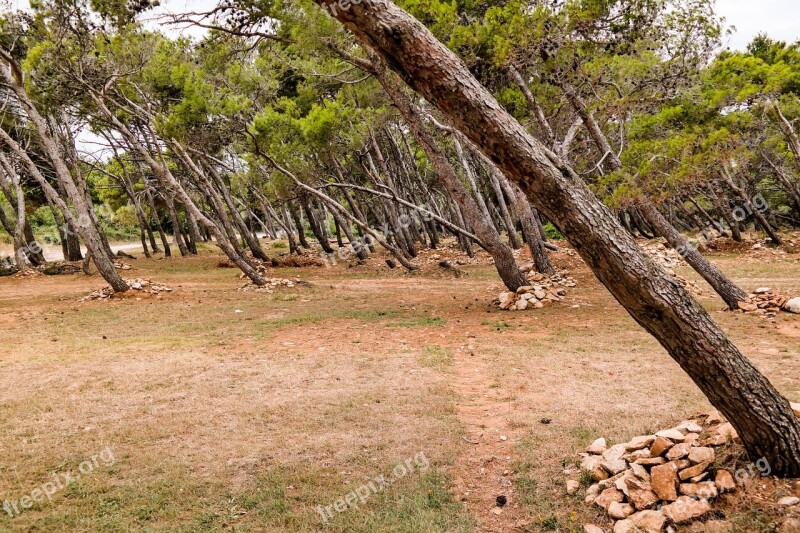 Forest Seaside Nature Tree The Waterfront