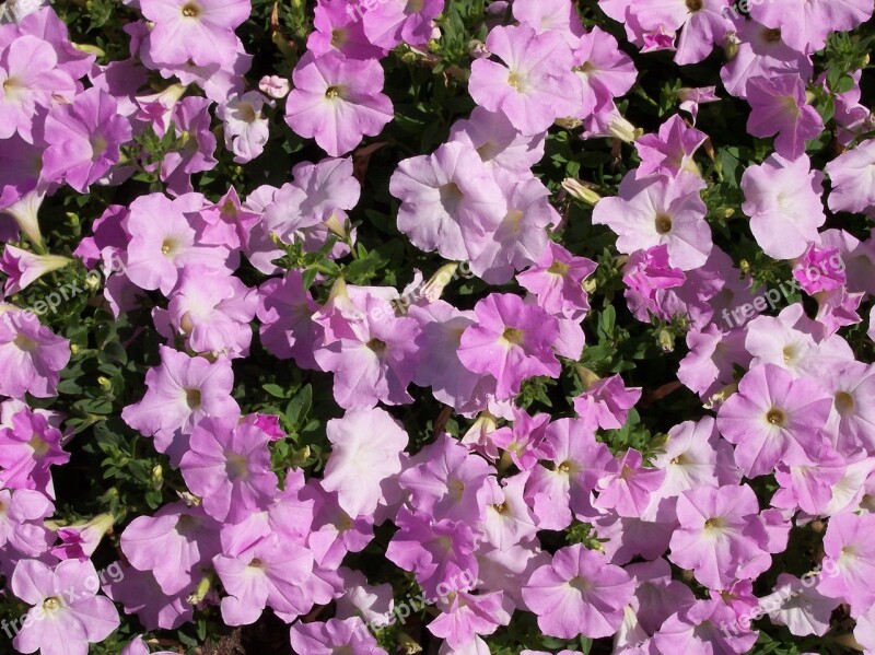 Flower Petunia Purple Free Photos