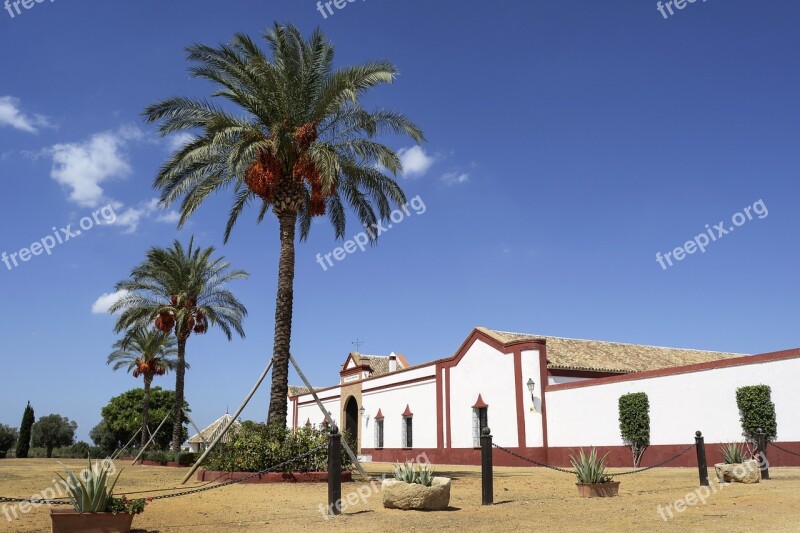 Sevilla Polo Stables Spain Palm Tree