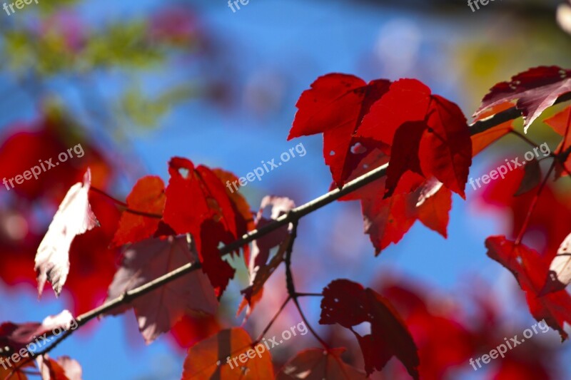 Red Leaves Fall Leaf Autumn Season