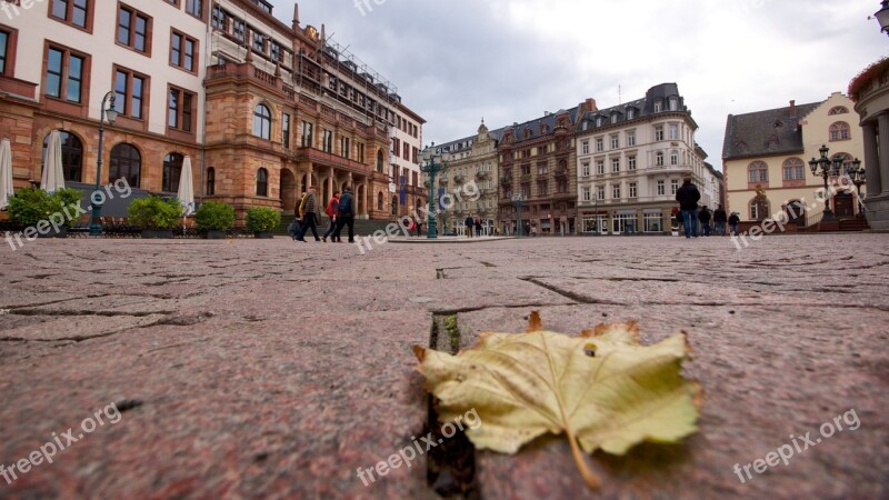 Wiesbaden New Town Hall Marketplace Leaf Architecture