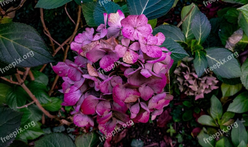 Flower Blossom Bloom Plant Close Up