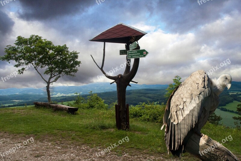 Raptor Griffon Vulture Bird Wild Animal Animal World