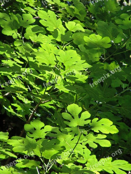 Leaves Tree Green Plant Subjects Free Photos