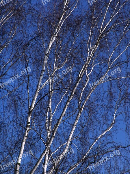 Tree Birch Winter Log Birch Trunk