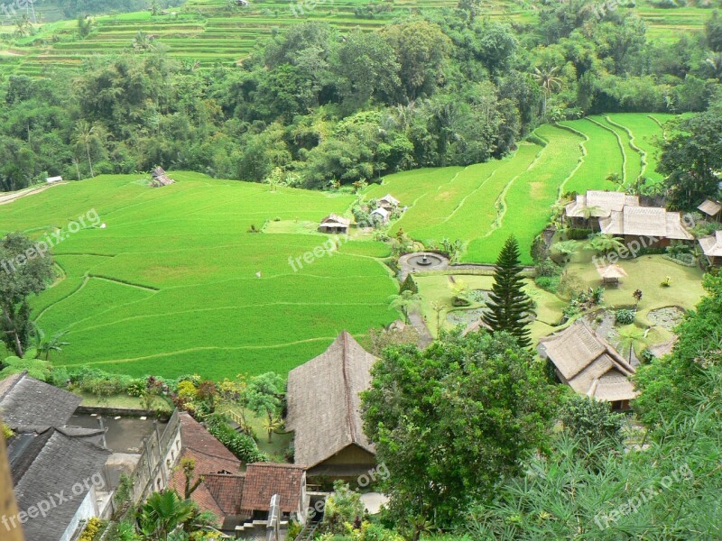 Indonesia Bali Landscape Rice Field Village