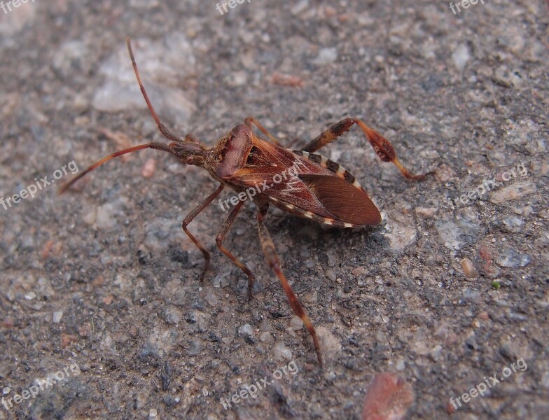 Beetle Insect Macro Insects Summer