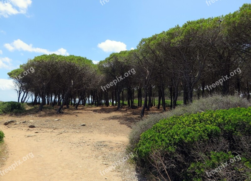 Italy Sardinia Wood Pine Maritime