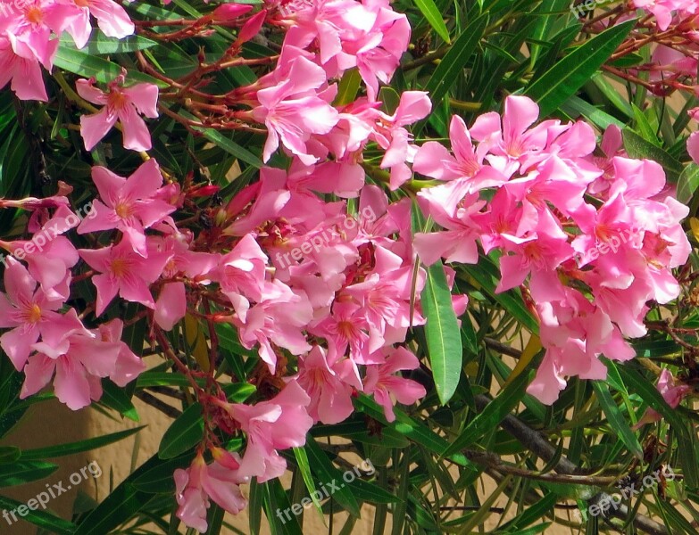 Corsican Oleander Plant Mediterranean Free Photos