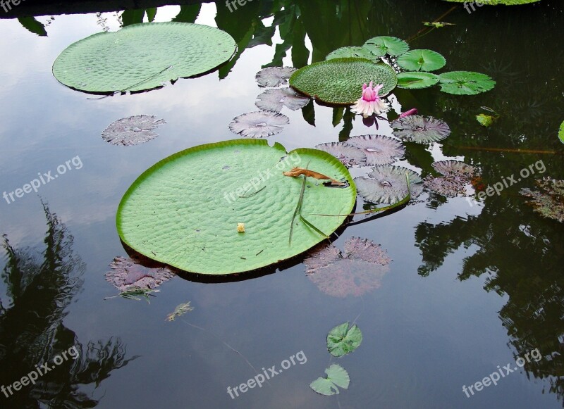 Sri Lanka Basin Lotus Water Lily Water