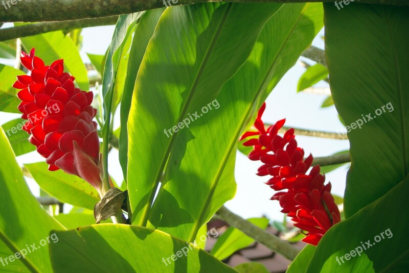 Ecuador Amazonie Flower Wild Flower Exotic Flower