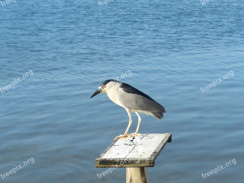 Heron Aquatic Bird Freedom Free Photos