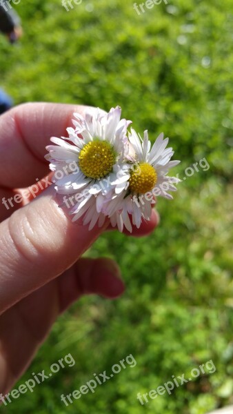 Daisies Flowers Gift Love Prato