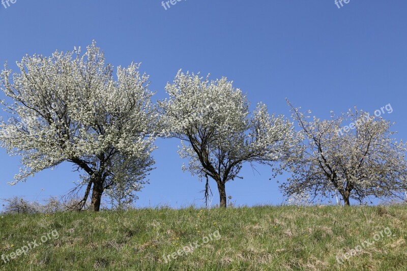 Cherry Trees Spring Flower Free Photos