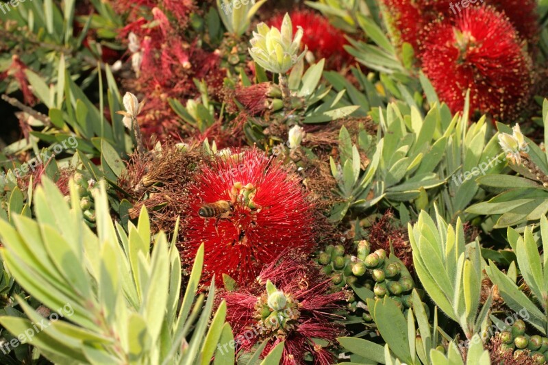 Bee Bottle Brush Bush California Gardening Bush