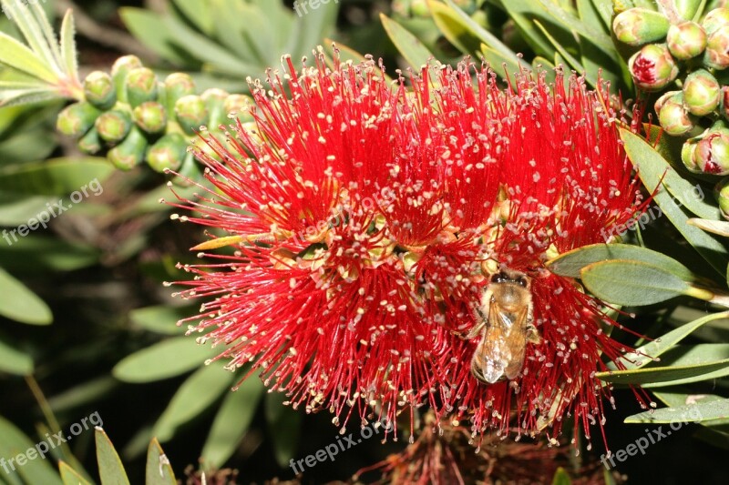 Bee Bottle Brush Bush California Gardening Bush