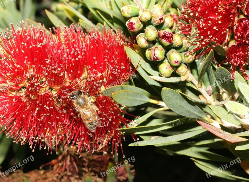 Bee Bottle Brush Bush California Gardening Bush