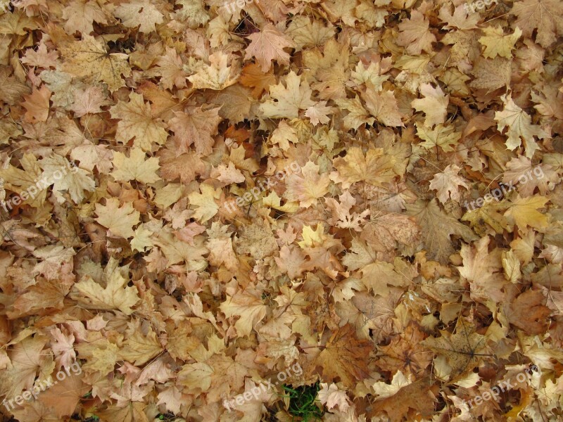 Maple Leaves Leaves Autumn Ground Discolored