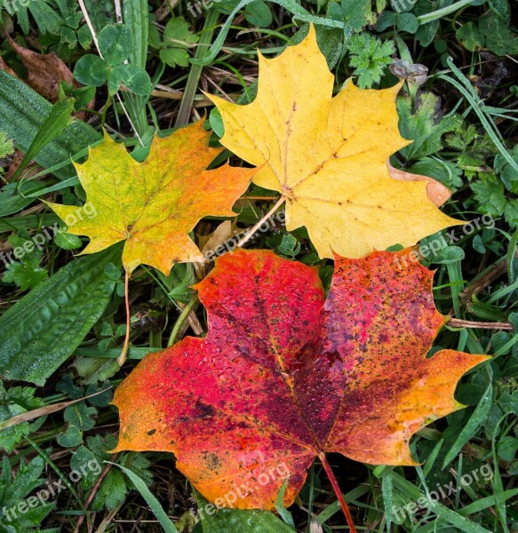 Autumn Leaves Fall Leaf Yellow