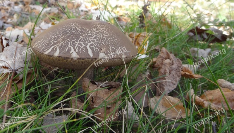 Mushroom Autumn Nature Meadow Forest Mushrooms