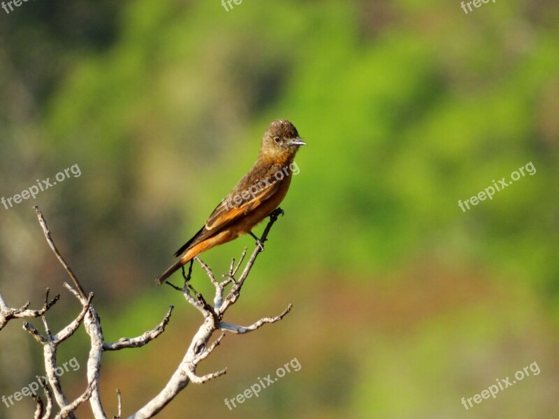 Leather Gibbon Birds Of Brazil Birds Nature Free Photos