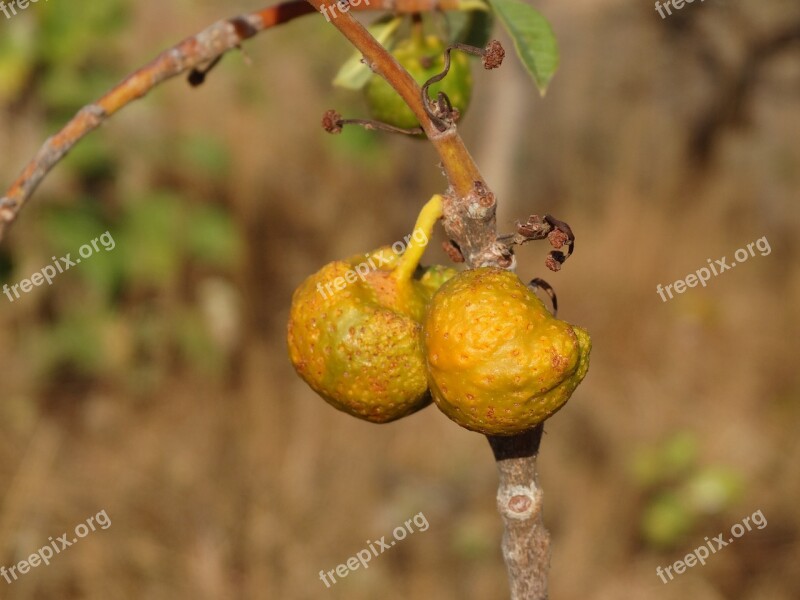 Fruit Of The Cerrado Mama Dog Nature Cerrado Tree