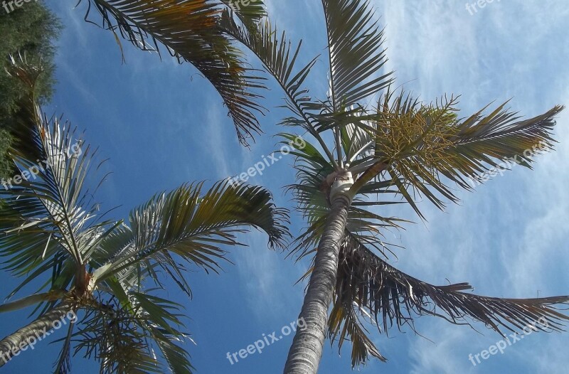 Palm Tree Blue Sky Nature Free Photos