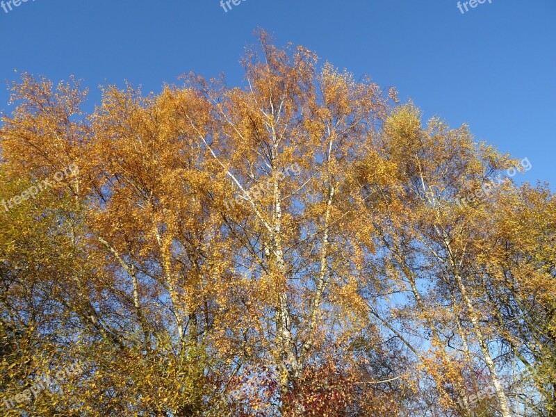 Autumn Birch Tree Nature Sky