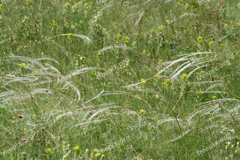 Field Meadow Grass Stipa Green