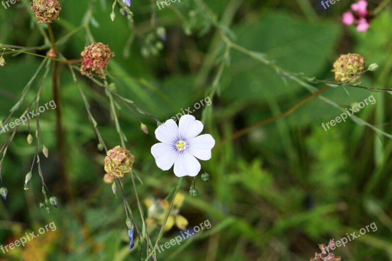 Field Meadow Grass Flower Wildflower