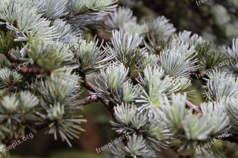 Evergreen Pine Tree Tree Leaves Free Photos