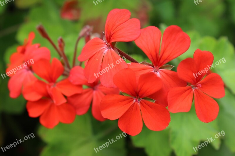 Red Flower Red Flower Geranium Plant