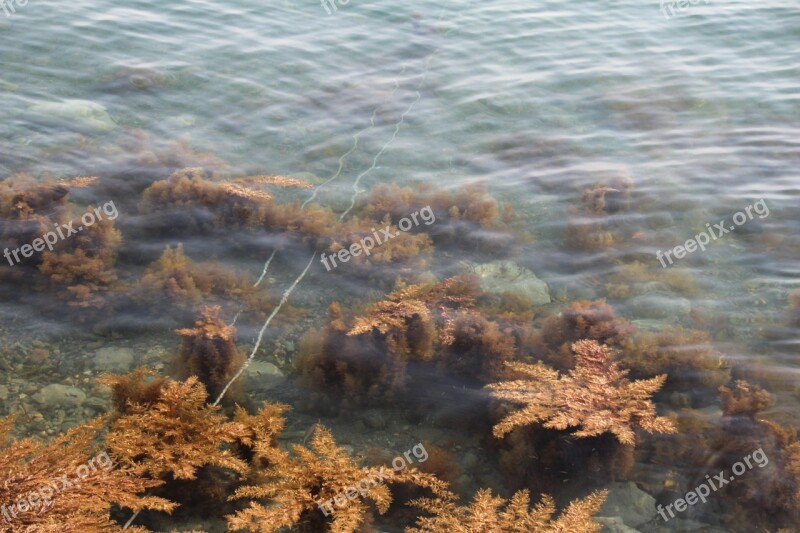 Seaweed Aquatic Plants Sea Free Photos