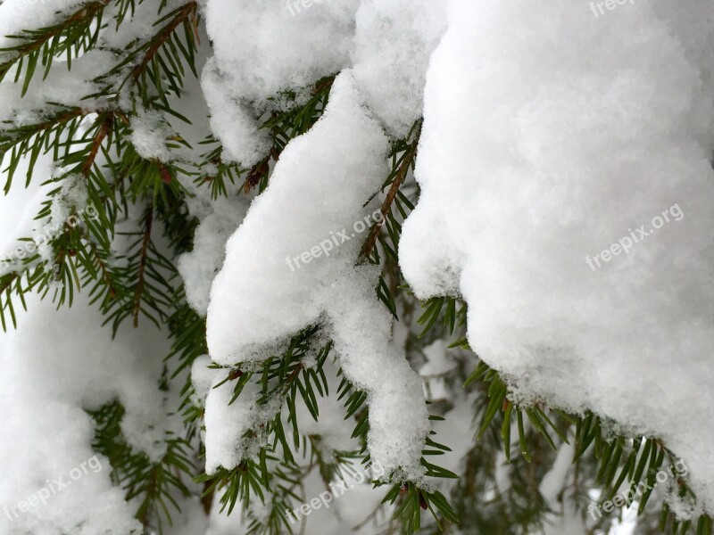 Winter Snow Wintry Winter Dream Winter Forest