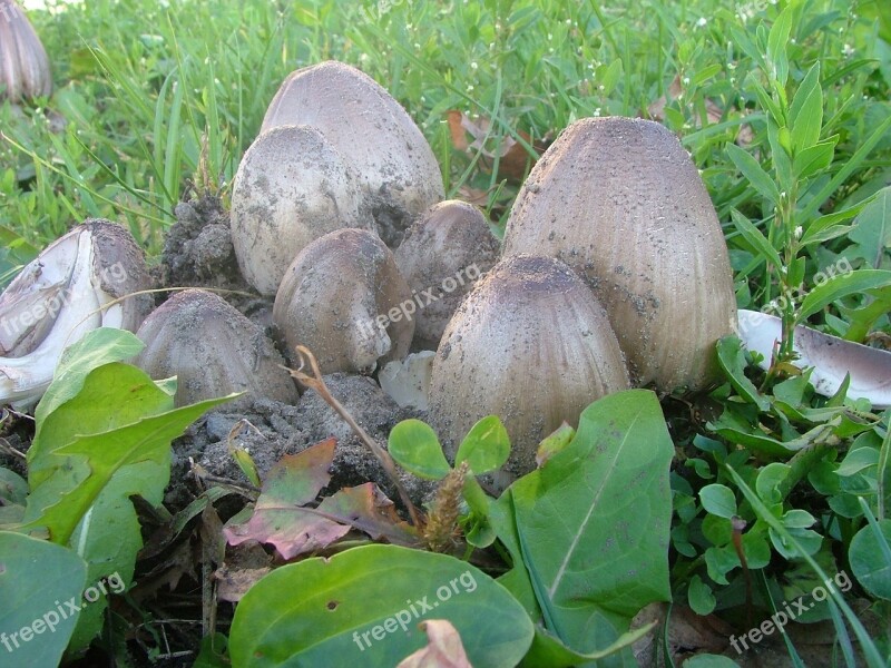 Coprinus Mushroom Nature Field Beech Mountain