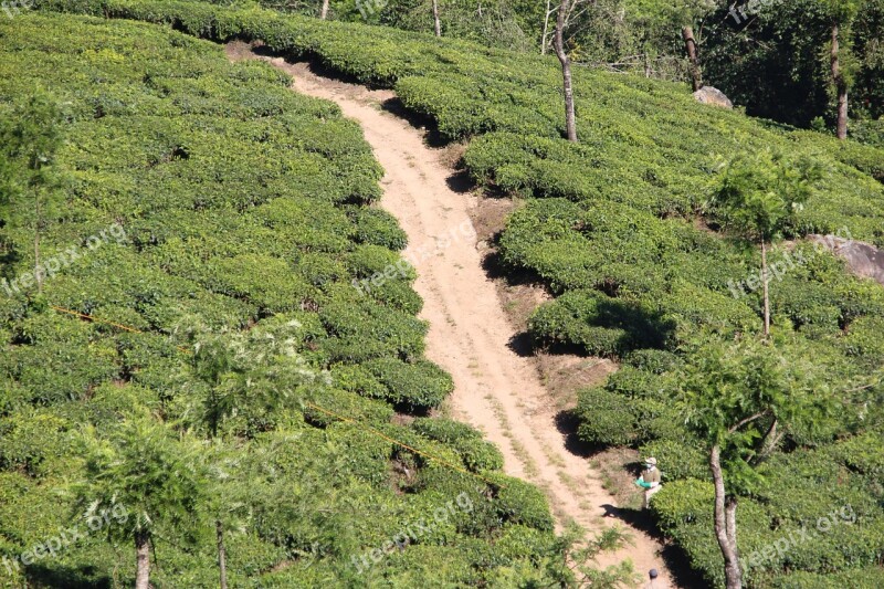 Tee Plantation Tea Plantation India Cultivation Terraces