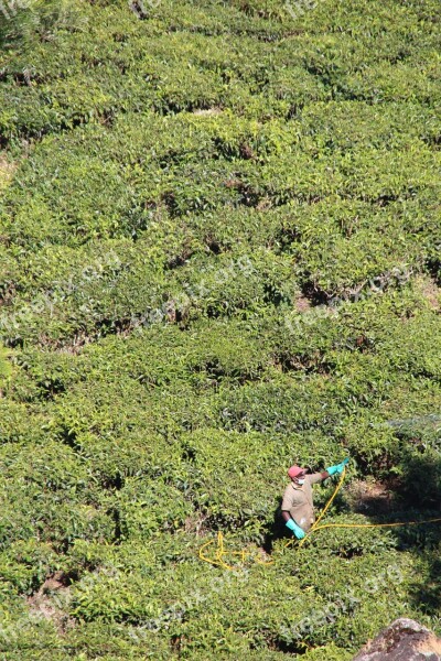 Tee Plantation Tea Plantation India Cultivation Terraces