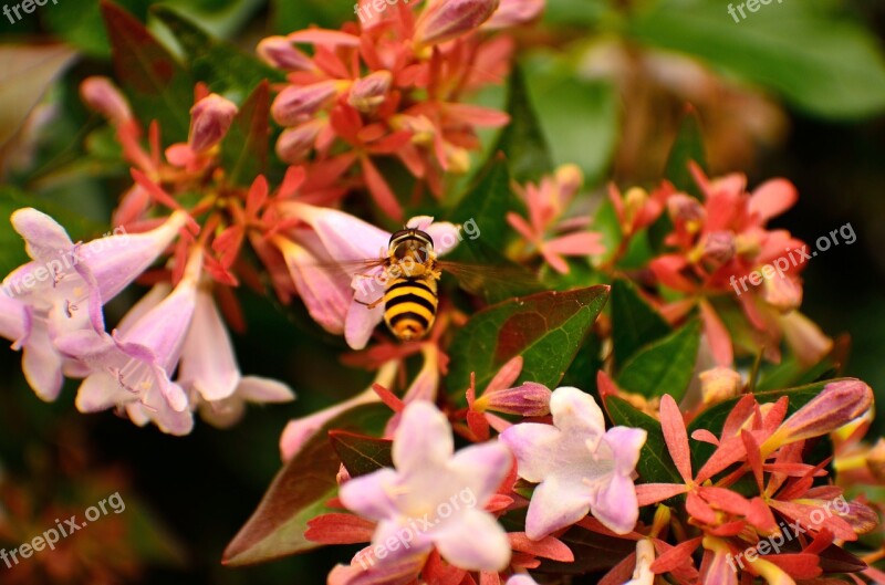 Summer Wasp Macro Insect Nature