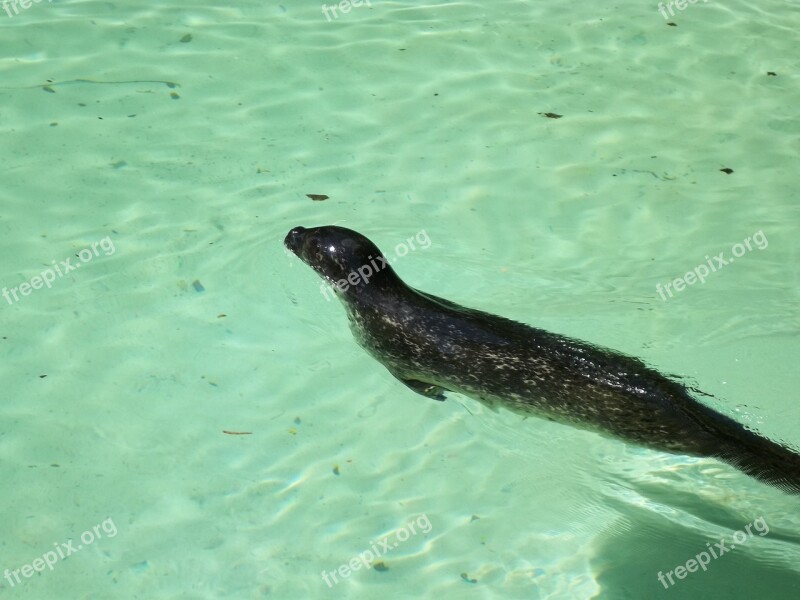 Sea ​​lion Marin River Maritime Otariid