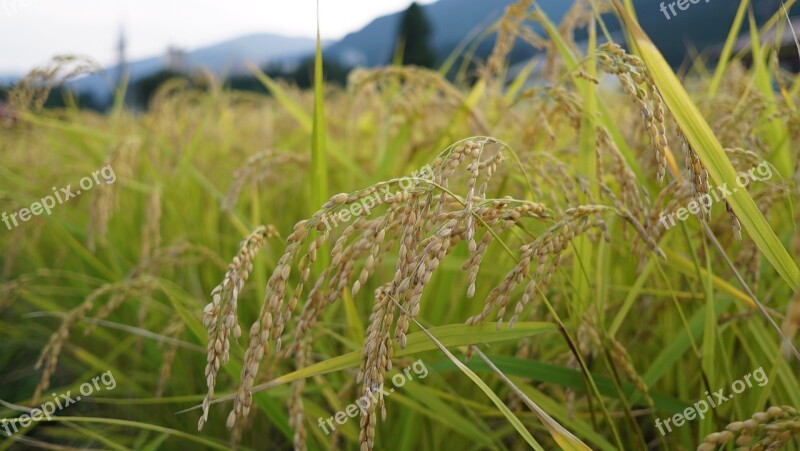 Rice Usd Koshihikari Rice Free Photos