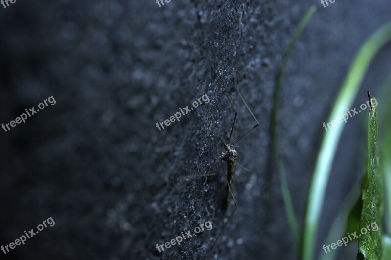 Insect Mosquito Insect On The Wall Free Photos