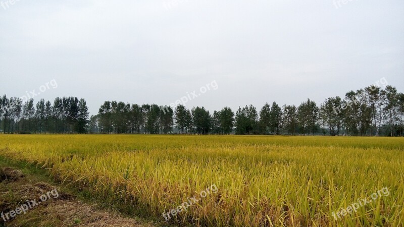 In Rice Field Ye Tian Autumn Free Photos