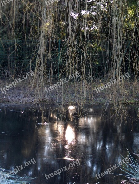 Winter Light Reflections Mare Free Photos