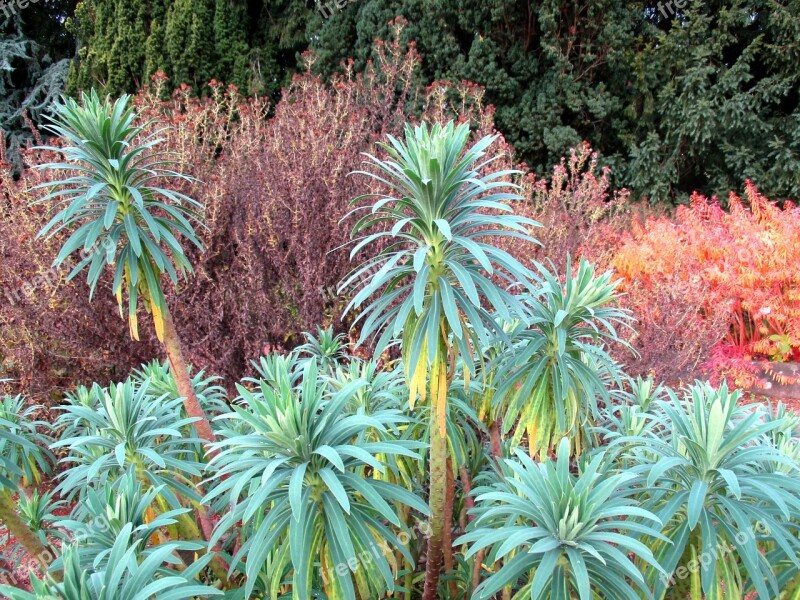 Botanical Garden Botany Plant Autumn Colorful