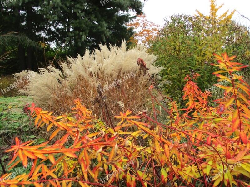 Autumn Nature Fall Leaves Plant Botany