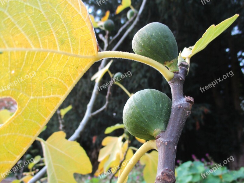 Plant Autumn Fig Golden Autumn Fall Color