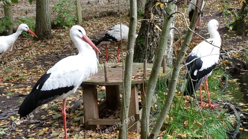 Storks Animals Nature Free Photos