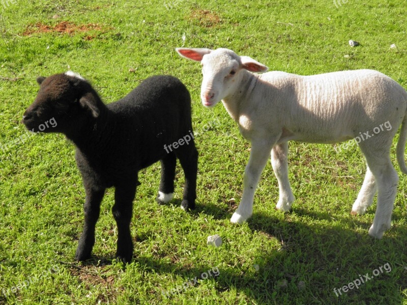 Lamb Black And White Sheep Farm Black