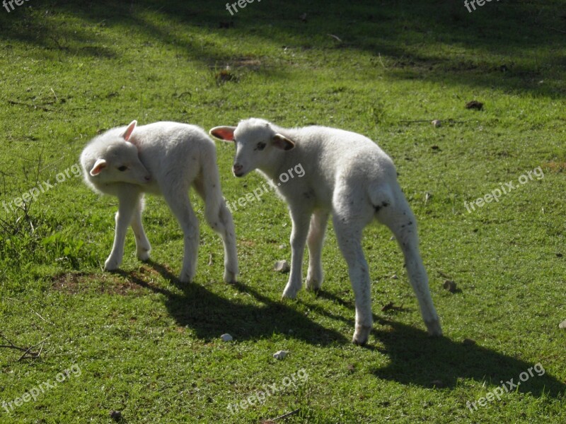 Lamb Sheep Spring Animal White